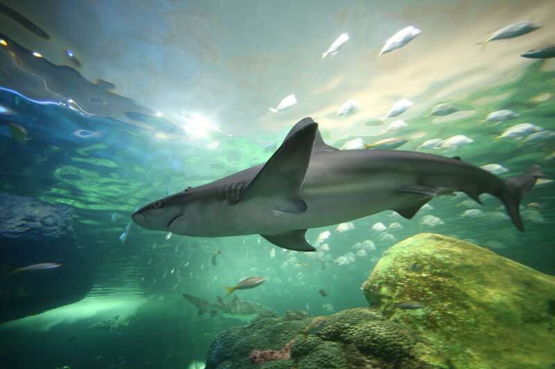 Toronto: Ripley's Aquarium of Canada Entry Ticket - Nine galleries, one steady route
