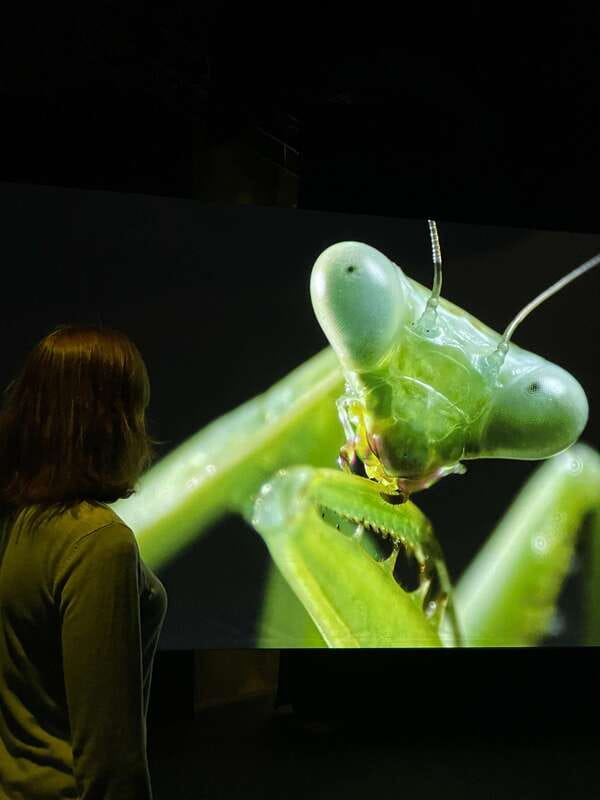 Toronto: Royal Ontario Museum Special Exhibits Voucher - Free tours when you want more direction