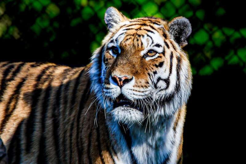 Toronto: Toronto Zoo Entry Ticket - The animal collection is broad, but sightings take patience
