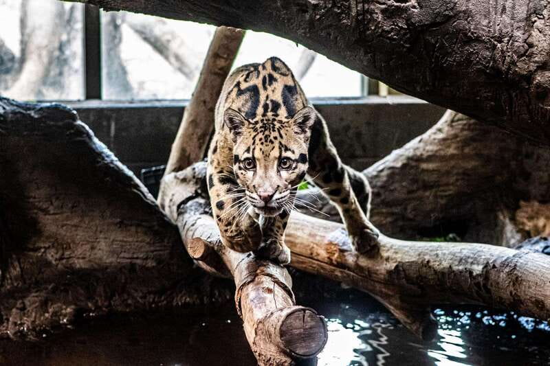 Toronto: Toronto Zoo Entry Ticket - Why the $22 price can be good value