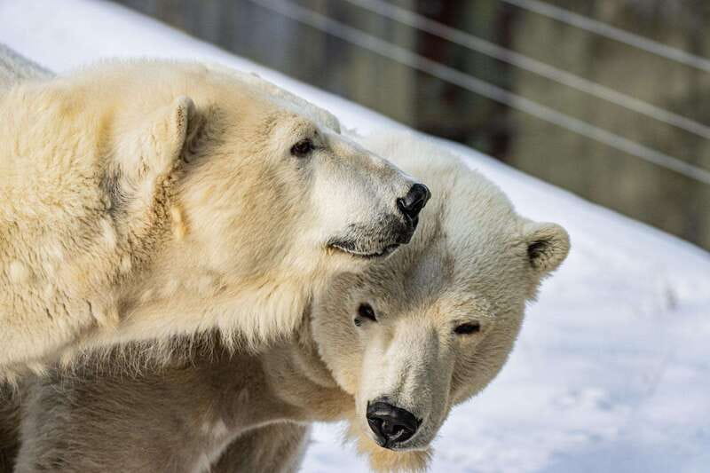 Toronto: Toronto Zoo Entry Ticket - A simple way to plan your one-day visit
