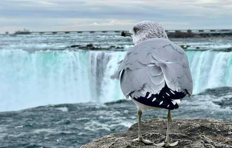 Toronto: Winter Niagara Falls Tour with Attractions Package - Finding the right Toronto pickup point