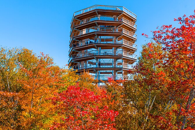 Treetop Observatory and Walk - Planning the Best Visit