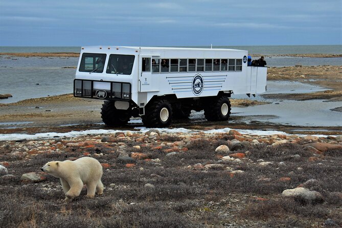 Tundra Buggy Autumn Day Tours - Why autumn is the right time in Churchill