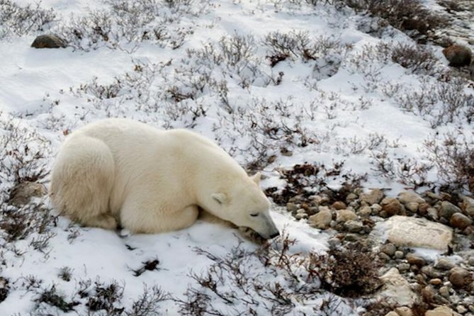 Tundra Buggy Autumn Day Tours - Wildlife watching with realistic expectations