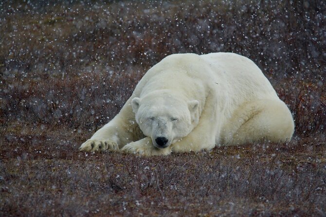 Tundra Buggy Autumn Day Tours - Lunch, refreshments, and the long middle of the day