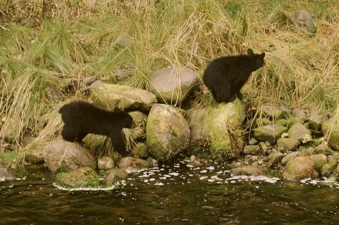 Ucluelet Harbour Tour - Wildlife watching without unrealistic promises