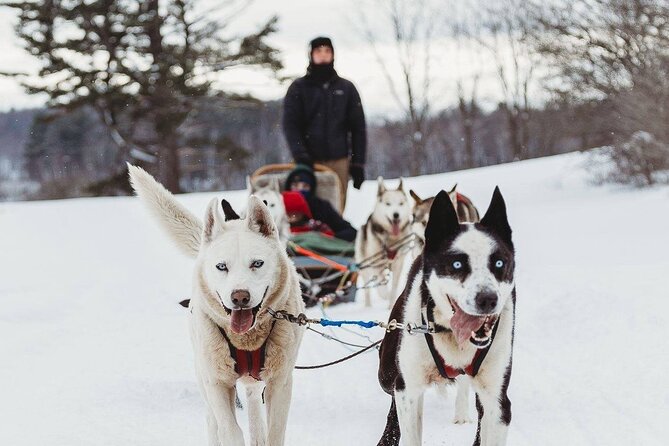 Ultimate Dog Sledding Tour - Day trip from Ottawa & Gatineau - Key points to know before you book