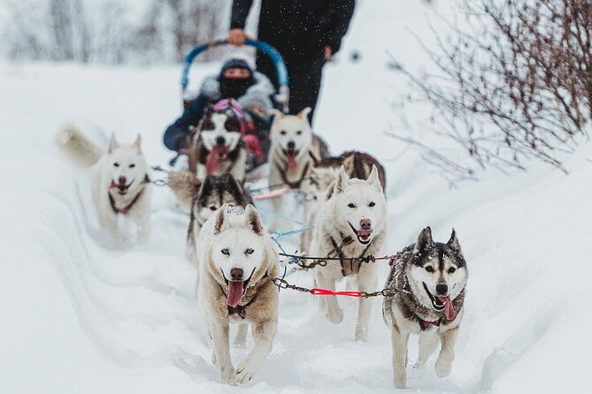 Ultimate Dog Sledding Tour - Day trip from Ottawa & Gatineau - Meeting the dogs before the sled ride