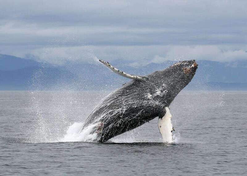 Vancouver, BC: Whale Watching Tour with Guide - Key points to know before you book