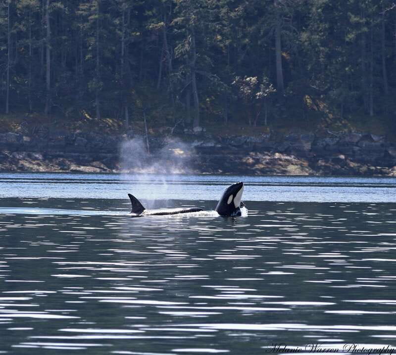 Vancouver, BC: Whale Watching Tour with Guide - Starting in Steveston, Richmond