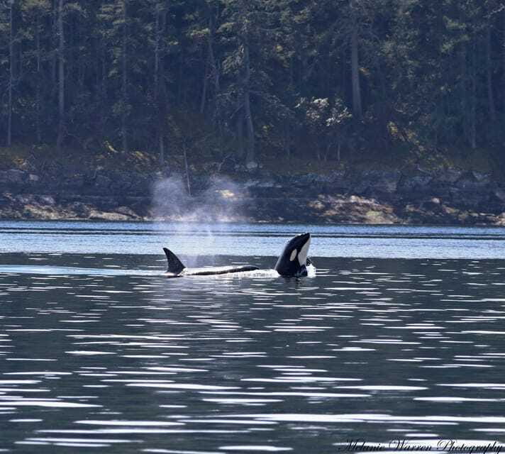 Vancouver, BC: Whale Watching Tour with Guide - Is $152 a fair price?