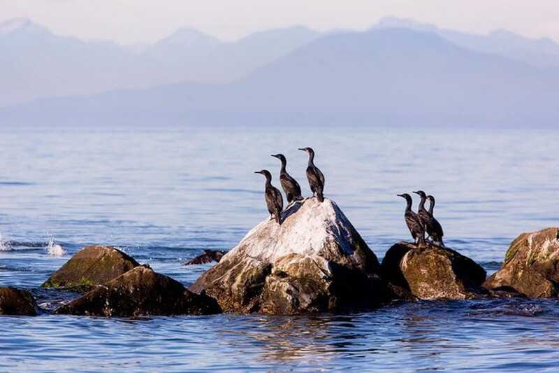 Vancouver, BC: Whale Watching Tour with Guide - Practical booking advice