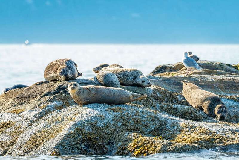 Vancouver: Boat to Bowen Island on UNESCO Howe Sound Fjord - Who should book this boat trip?