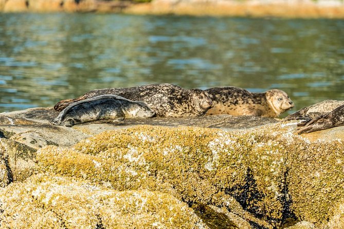 Vancouver City and Seal Colony Scenic Boat Tour - Lighthouse Park and the seal colony