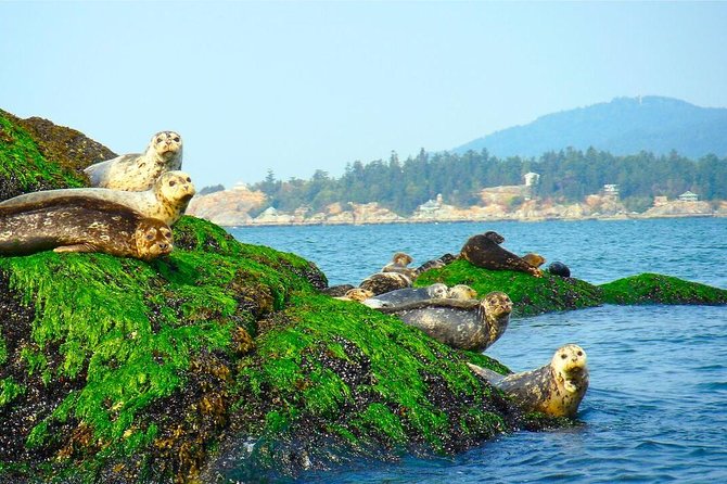 Vancouver City and Seal Colony Scenic Boat Tour - English Bay, Stanley Park, and the open water