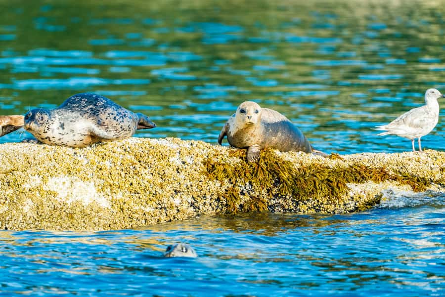 Vancouver: City and Seals Boat Tour - Starting at Granville Island