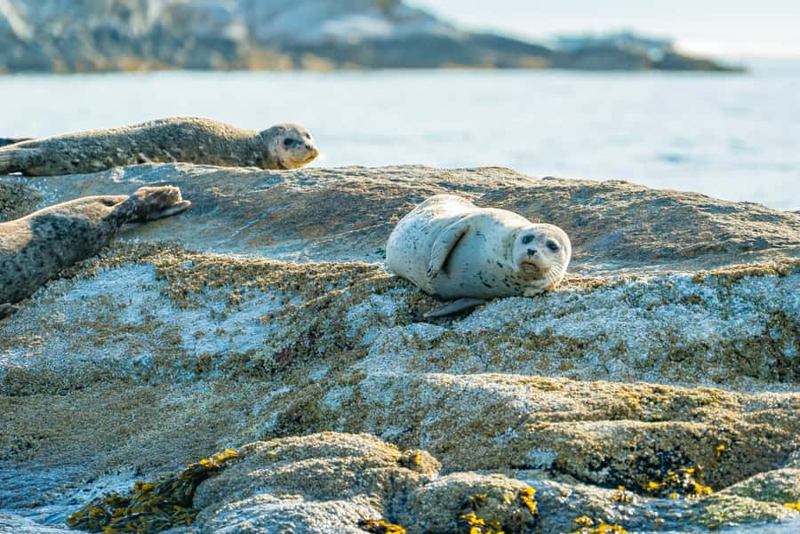 Vancouver: City and Seals Boat Tour - Meeting Vancouver’s seal colony