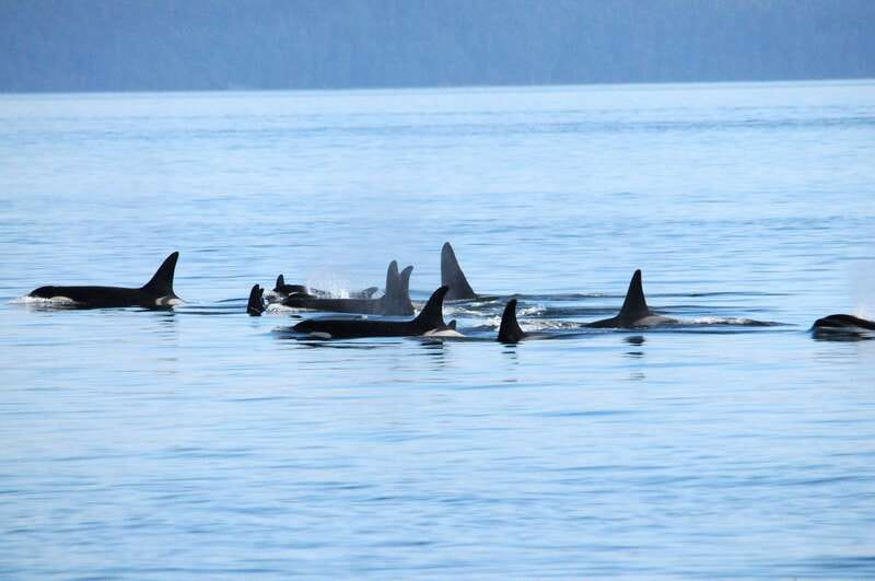 Vancouver: Covered Whale Watching Adventure with Free Photos - Starting at Granville Island’s Prince of Whales Centre
