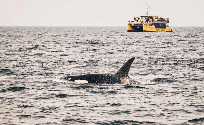 Vancouver: Covered Whale Watching Adventure with Free Photos - A Fast, Covered Catamaran Built for Long Hours