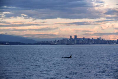 Covered Whale Watching Adventure with Free Photos
