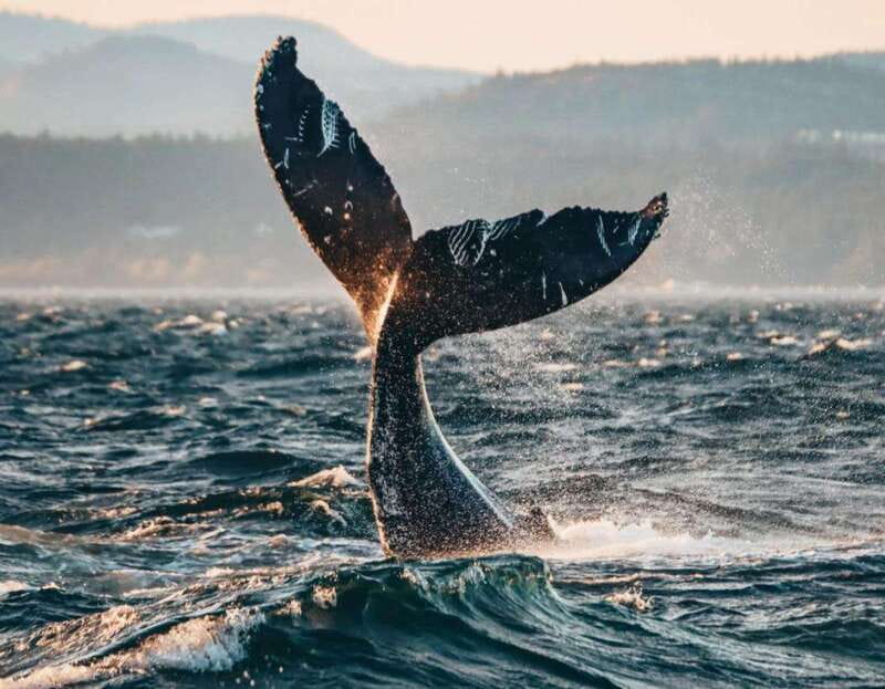 Vancouver: Covered Whale Watching Adventure with Free Photos - Weather, Sightings, and the Whale Guarantee
