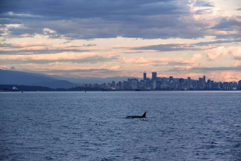 Vancouver: Covered Whale Watching Adventure with Free Photos - The Search Through the Strait of Georgia