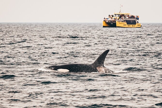 Vancouver Half-Day Whale Watching Adventure with Free Photos - Key points at a glance