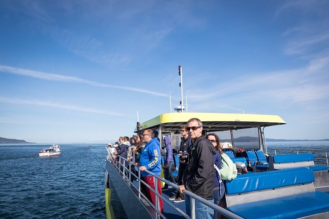 Vancouver Half-Day Whale Watching Adventure with Free Photos - Orcas, humpbacks, and smaller marine life