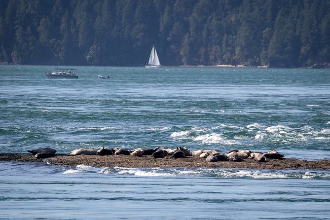 Vancouver Half-Day Whale Watching Adventure with Free Photos - Is $193.58 per person good value?