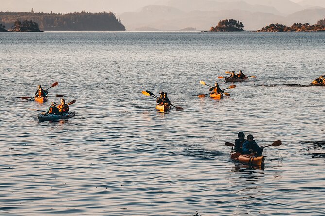Vancouver Island: 2-Hour Evening Kayak Tour from Telegraph Cove - How this compares with a daytime outing