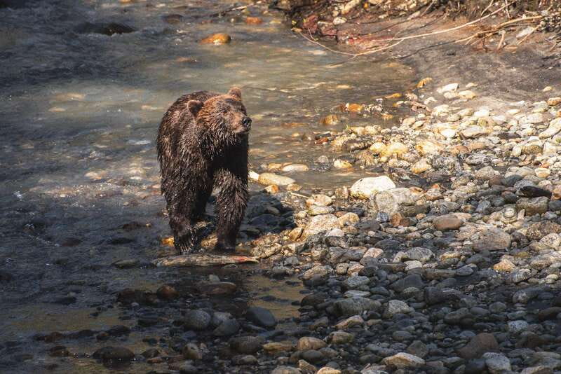 Vancouver Island: Full-Day Grizzly Bear Tour at Toba Inlet - The boat ride from Campbell River