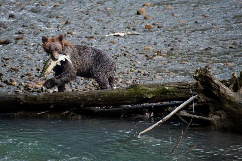 Vancouver Island: Full-Day Grizzly Bear Tour at Toba Inlet - What bear sightings are really like