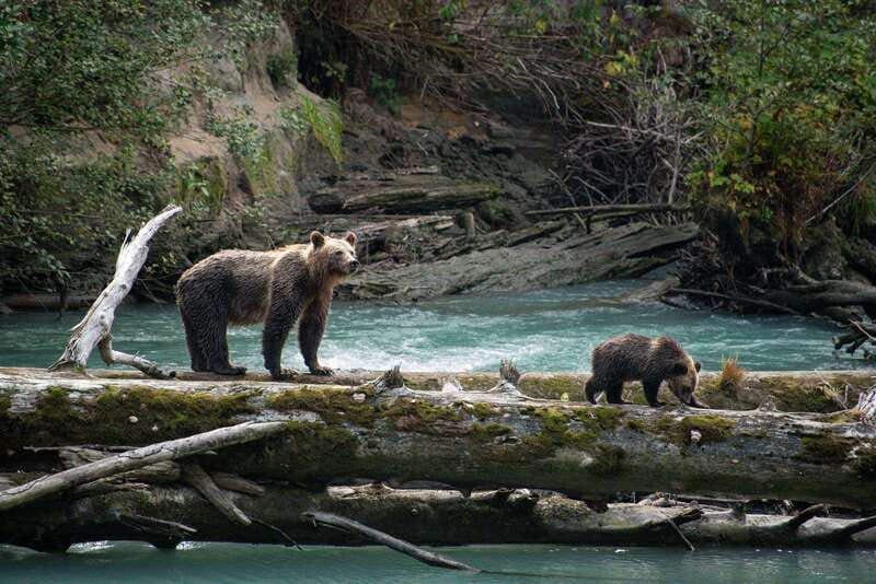 Vancouver Island: Full-Day Grizzly Bear Tour at Toba Inlet - Is $555.10 good value?