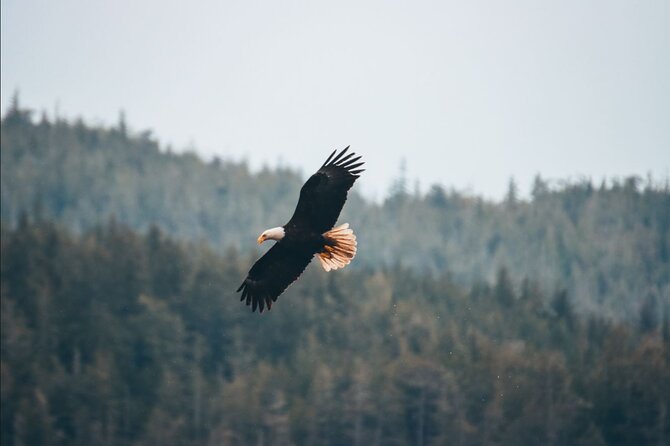 Vancouver Island: Full-Day Kayak Tour from Telegraph Cove - Is $166.11 Good Value?