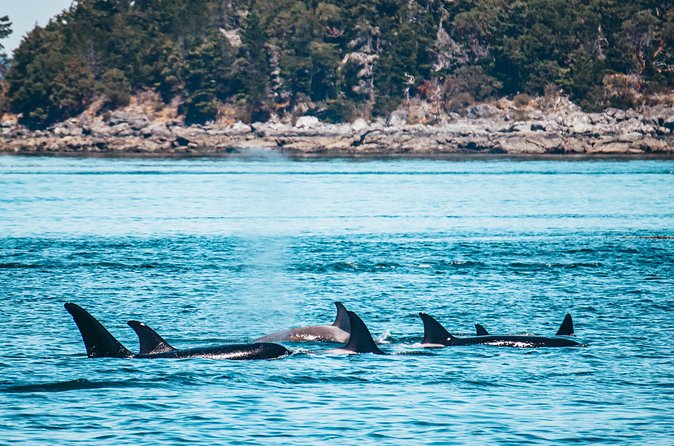 Vancouver Island: Half-Day Kayak Tour from Telegraph Cove - Guides who shape the experience