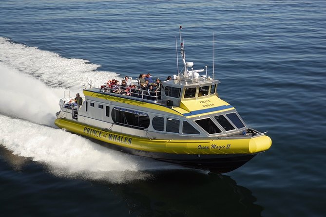 Vancouver Island Half-Day Whale Watching Tour - Telegraph Cove - Searching the waters around Johnstone Strait