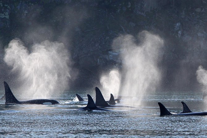 Vancouver Island Half-Day Whale Watching Tour - Telegraph Cove - Is the 153.77 dollar price good value?