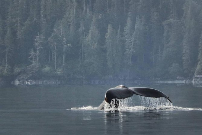 Vancouver Island Half-Day Whale Watching Tour - Telegraph Cove - Guides who make the waiting worthwhile