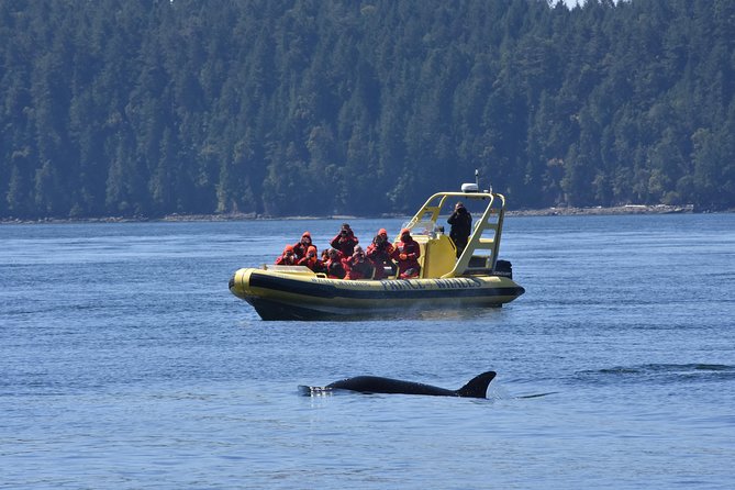 Vancouver Island Zodiac Whale Watching Adventure - Telegraph Cove - Price and value at $169.54 per person