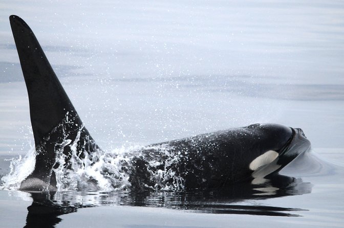 Vancouver Island Zodiac Whale Watching Adventure - Telegraph Cove - Weather, comfort, and who should skip it