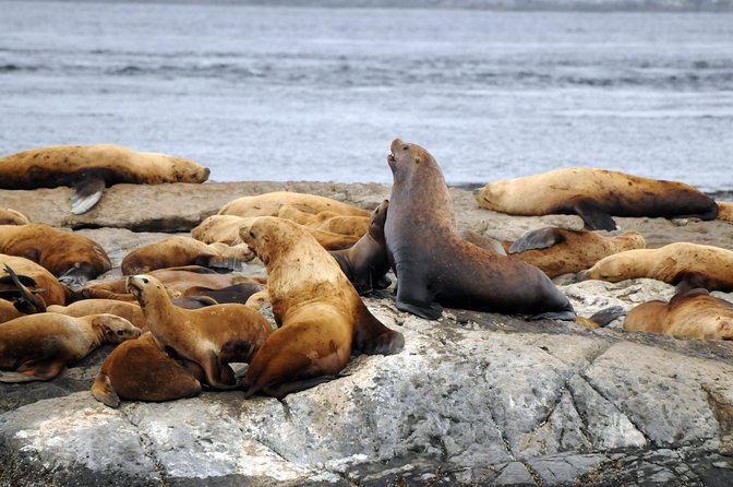 Vancouver Island Zodiac Whale Watching Adventure - Telegraph Cove - What a 12-person Zodiac changes
