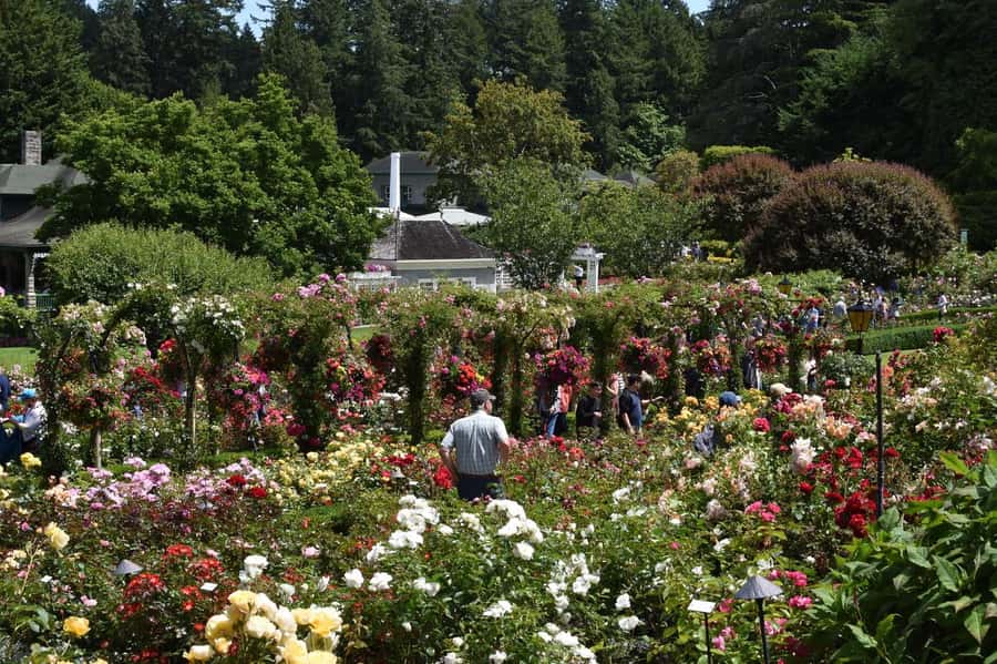 Vancouver: Islands Cruise, Butchart Gardens, & Victoria Tour - Should you book the Vancouver to Victoria day trip?