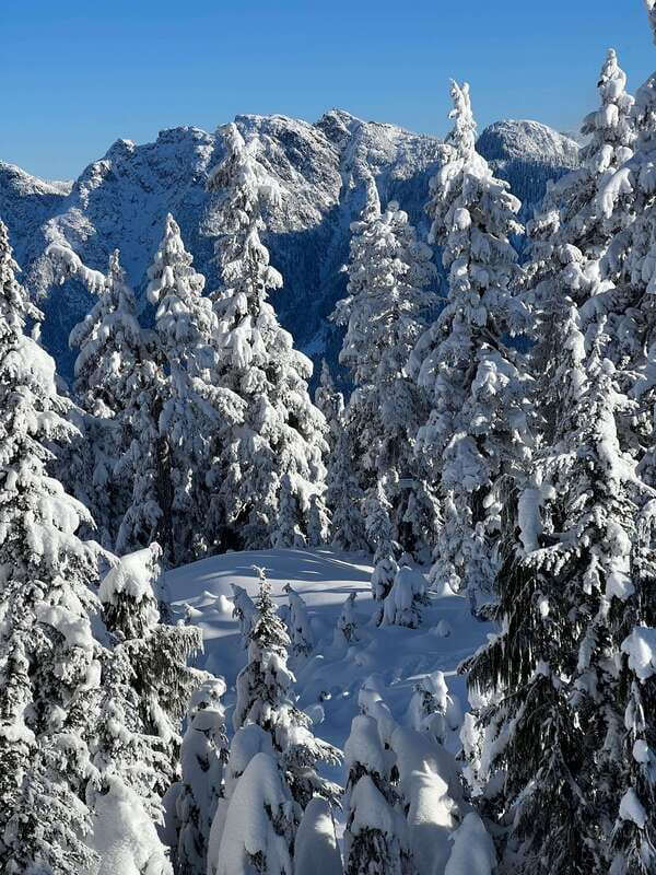 Vancouver: North Shore Mountains Snowshoeing with Transfer - Learning the area with a local guide