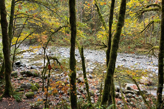 Vancouver Rainforest Hike with Waterfalls, Suspension Bridge, Old Growth Forest - What the forest walk feels like