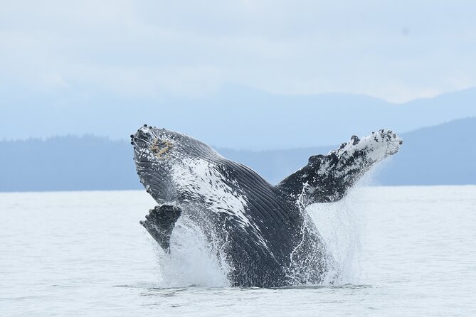 Vancouver's Intimate West Coast Whale Watching Experience - Key points at a glance