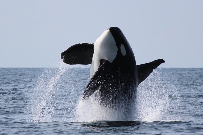 Vancouver's Intimate West Coast Whale Watching Experience - Why this Granville Island whale tour is different
