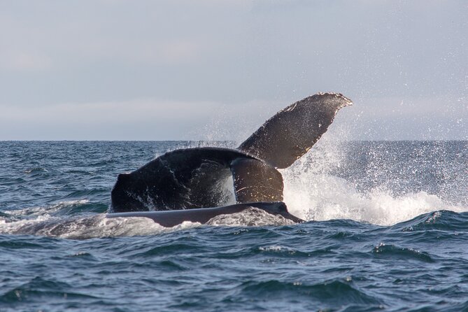 Vancouver's Intimate West Coast Whale Watching Experience - Searching the Salish Sea and Strait of Georgia