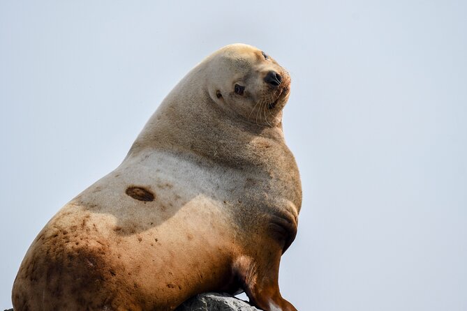 Vancouver's Intimate West Coast Whale Watching Experience - Is $177.59 a fair price?