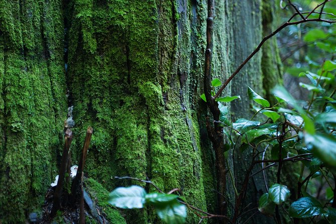 Vancouver Secrets of Stanley Park Walking Tour - Is $29.29 good value?